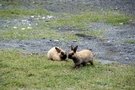 海辺のウサギ